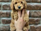 Minyatür red toy poodle yavrularımız