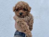 A KALİTE TOY POODLE BEBEKLER