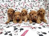 MÜKEMMEL KALİTEDE TOY POODLE YAVRU  