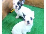 FRENCH BULLDOG YAVRULAR İZMİR iletişim:0553.0827380