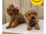 Mini Oyuncu Toy Poodle Yavrular