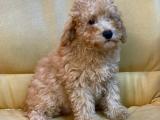 3.5 aylık erkek toy poodle yavrumuz