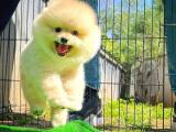 Irk ve sağlık garantili pomeranian boo yavrularımız