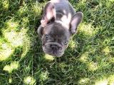 Solid Blue 5 aylık erkek French Bulldog