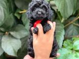 Tüy yumağı sevimli Black toy poodle 