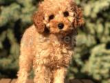 Fawn Renk Orjinal Maltıpoo