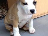 Amerikan staffordshire terrier