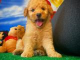 Apricot renk erkek toy poodle yavrularımız