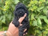 SİYAH İNCİ TOY POODLE BEBEKLER