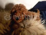 TOYPOODLE ÖZEL RENK VE IRK YENİ AİLESİNİ BEKLİYOR 