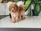 Toy Poodle Yavruları