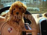 Yavru Patilerden Dişi Red Toy Poodle Yavrusu