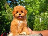 IRK VE SAĞLIK GARANTİLİ TOY POODLE YAVRUSU