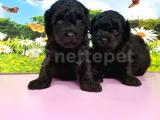 RESMİ ÜRETİCİDEN RED TOY POODLE YAVRULAR