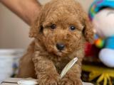 TOY POODLE YAVRULARIMIZ ORJİNAL SAFKAN