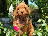 Anne Altından Red Toy Poodle Orjinal 