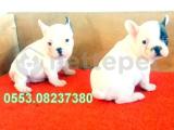 FRENCH BULLDOG YAVRU İLANI İZMİR