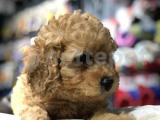 Toy Poodle