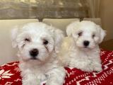 Sevimli maltese terrier yavrularımız