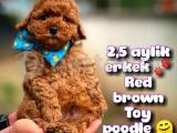 Toy Poodle Safkan Yavru Oğlumuz Çokonat / Yavrupatiler