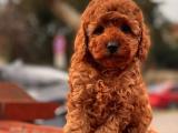 DARK RED TOY POODLE YAVRULAR