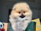 Safkan muhteşem kalitede olan pomeranian boo yavrularımız