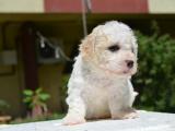 A KALİTE MALTİPOO YAVRULARIMİZ