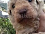 HARİKA TOY POODLE ERKEKLER 