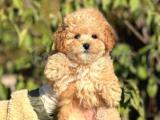 Irk ve Saglik Garantili Poodle Bebekler