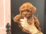 IRK VE SAĞLIK GARANTİLİ TOY POODLE