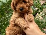 Safkan red brown toy poodle erkek yavrumuz