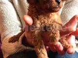 TOYPOODLE TEACUP ORJİNAL SECERELİ 