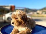 Aşılı Parazitli Erkek ve Dişi 3 Aylık Maltipoo