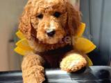 DEV BOY STANDART POODLE BEBEKLER 