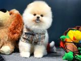 Yeni gelen tedybear pomeranian yavrularımız 