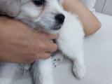 3 aylık maltipoo