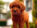 TOY POODLE YAVRULARIMIZ