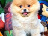 Irk ve sağlık garantili pomeranian boo yavrularımız