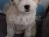 0 numara maltese terrier dişi 2 aylık yavrumuz yuva arıyor