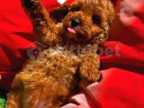 Red Toy Poodle Yavrularımız 