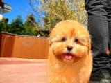 Bebek surat mini boy maltipoo yavrumuz