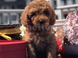 TOY POODLE IRKININ EN İYİSİ 