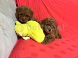 SAFKAN TOY POODLE YAVRULARIMIZ