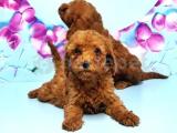 RESMİ ÜRETİCİDEN TOY POODLE YAVRULAR