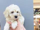 Aplicot poodle ayarında mükemmel MALTİPOO kardeşler