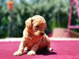 TOY POODLE YAVRUSU