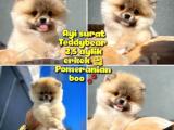 Pomeranian boo Tedbear Ayısurat  A plus Yarışma duzeyinde 