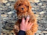 Red brown kızıl renk toy poodle yavrumuz catboyssss da