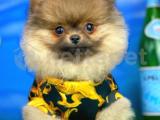 En İyi Fiyat ve En İyi Irk Standartına Sahip Pomeranian Yavrumuz/ İnstagram: pomeranianboodunyasi_