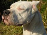 Dogo Argentino